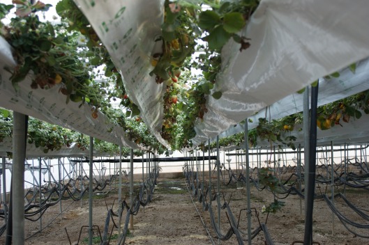 Cultivo hidropónico de fresa.